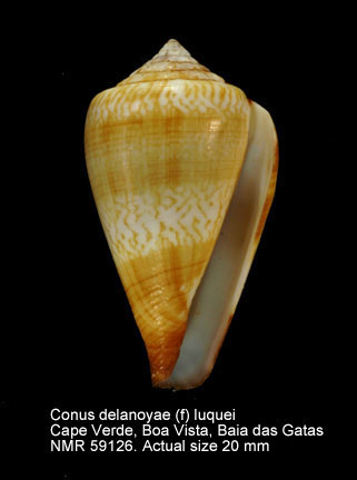 Conus delanoyae (f) luquei (3).jpg - Conus delanoyae (f) luqueiRolán & Trovão,1990
